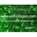 C57BL/6 Mouse Primary Epithelial Cells